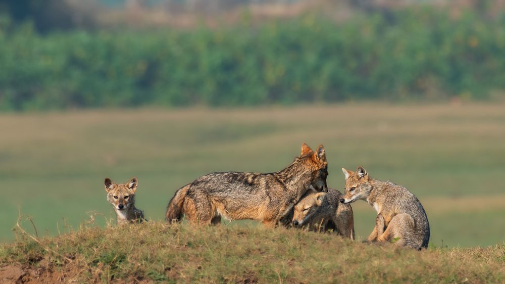 Фотография автора Anandhu M