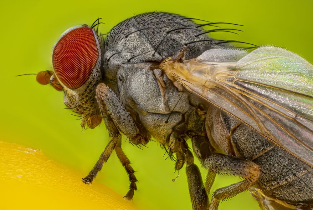 Photograph by Сергей Солобчук