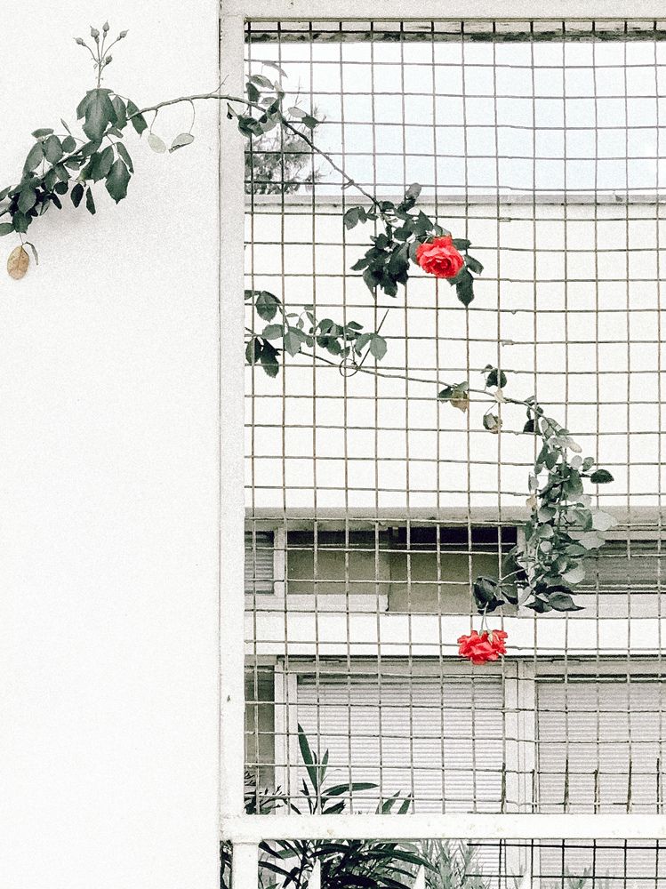 Photograph by Uliana Volegova