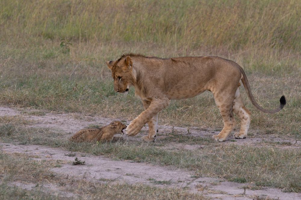 Photograph by Roman Veprentsev