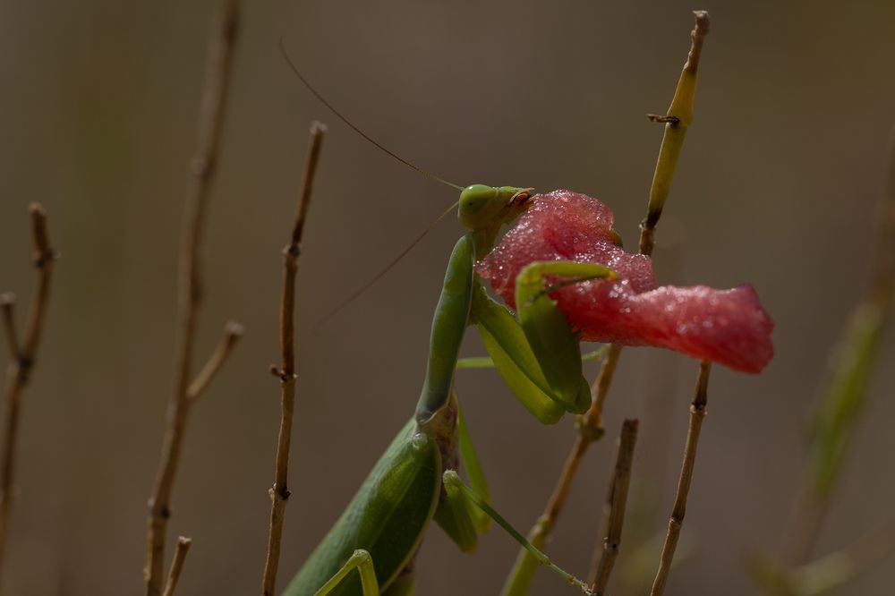 Photograph by Roman Veprentsev