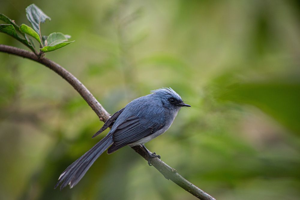 White-tailed blue flycatcher
