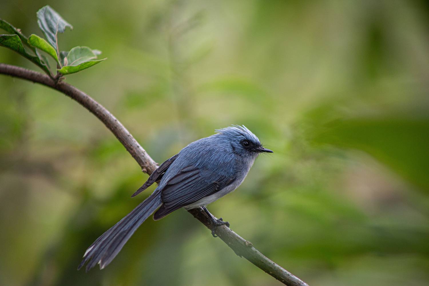 White-tailed blue flycatcher
