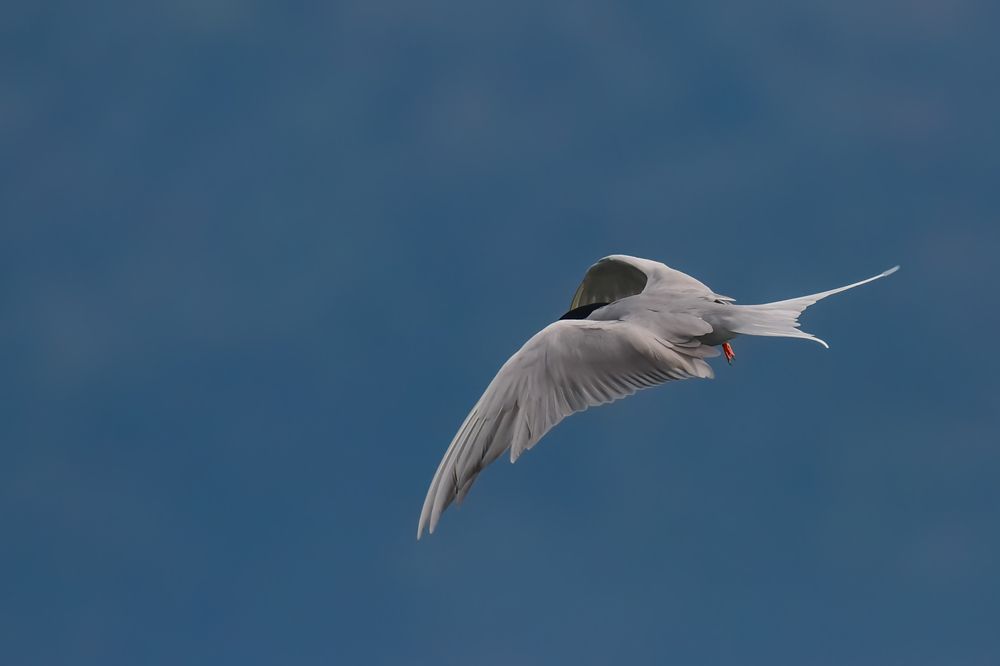 Photograph by Rajiv Basu