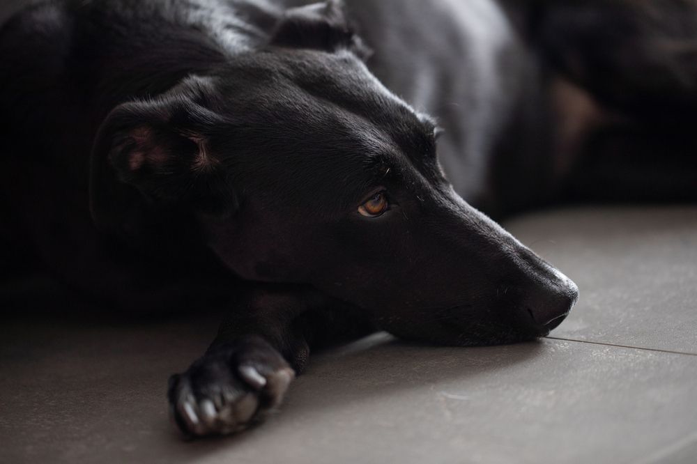 Photograph by Roman Veprentsev