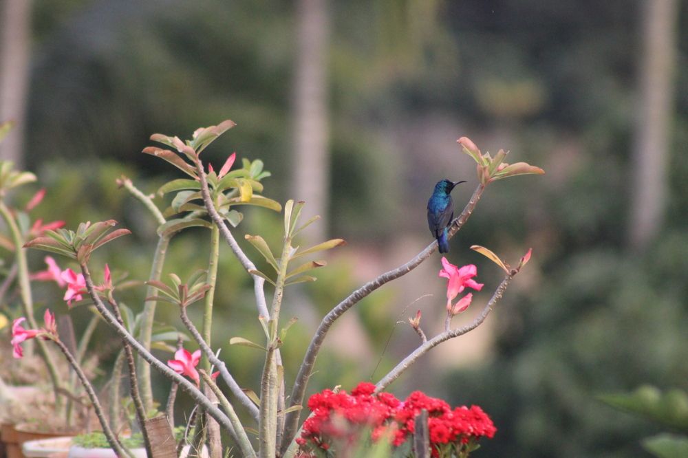 Фотография автора Malay Swarnakar