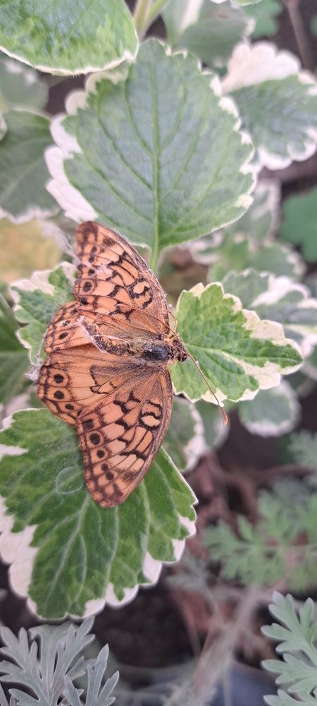 Фотография автора gustavo pecelis