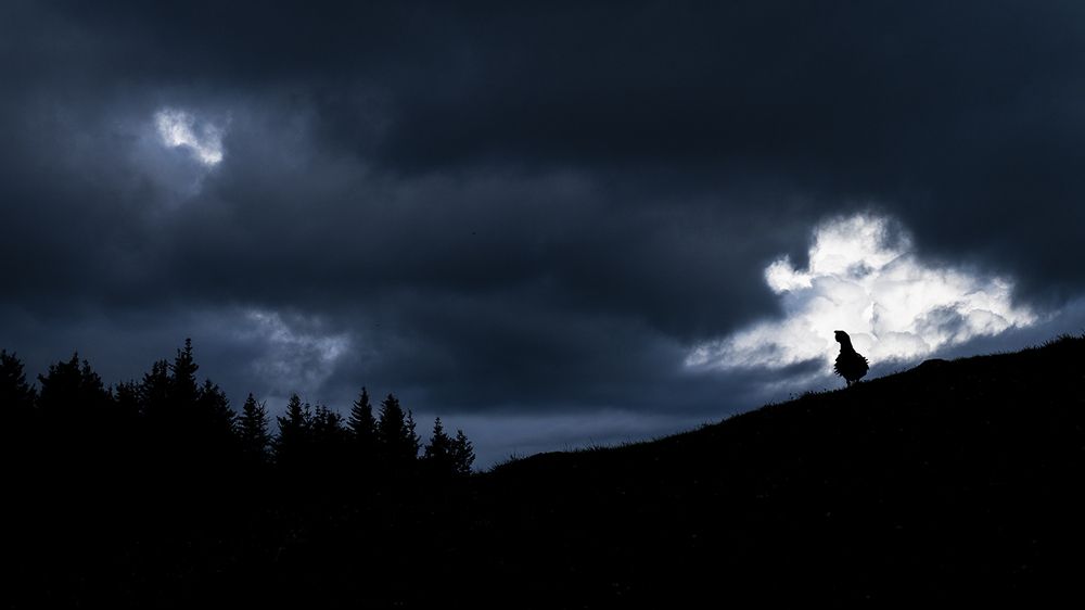 Фотография автора Ervin Horesnyik