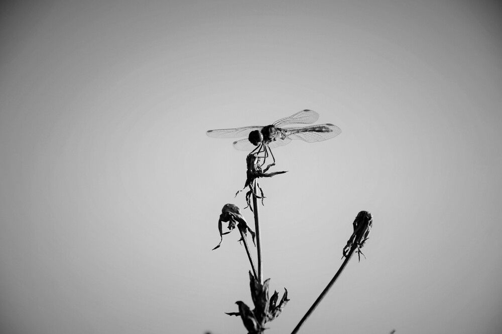 Photograph by Андрей Звездов