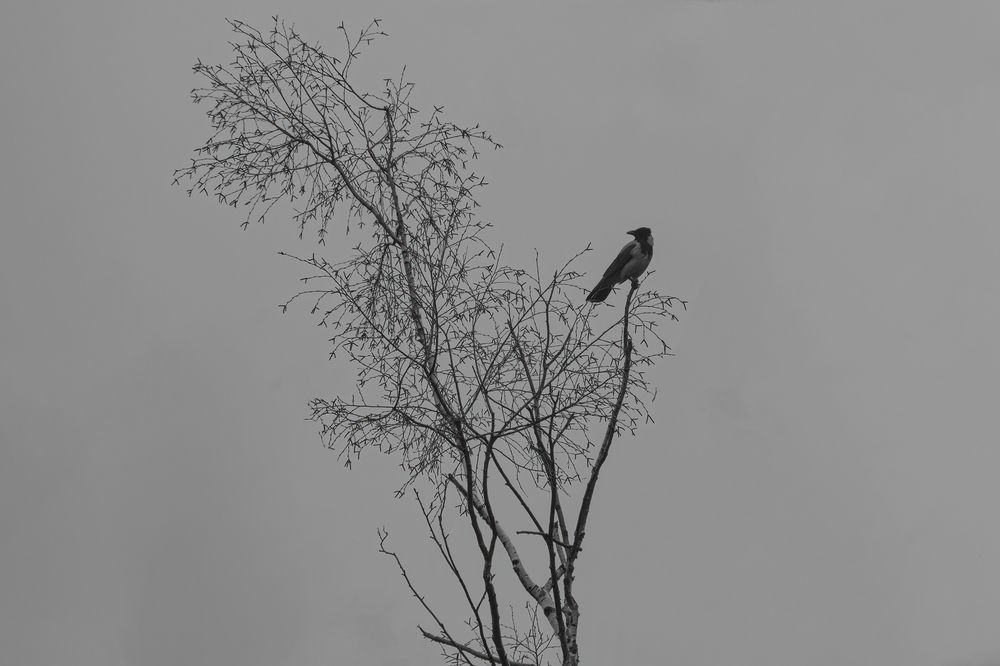 Photograph by Hedgehog