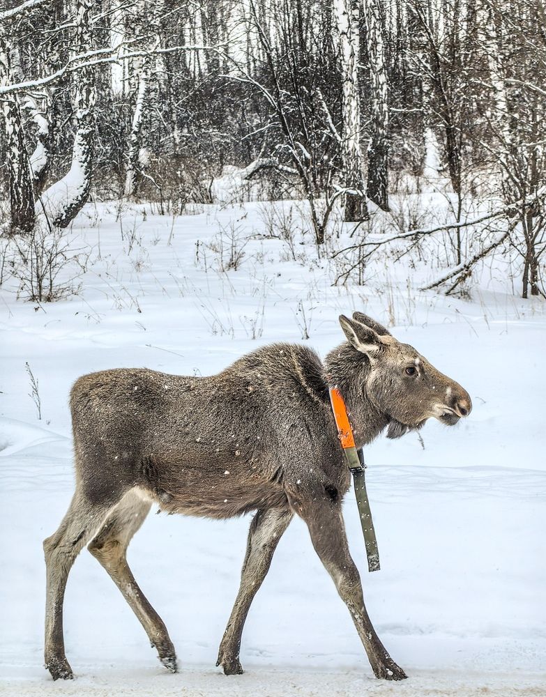 Photograph by Сергей Гриднев