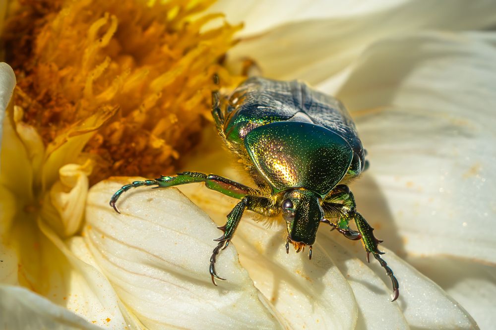 Photograph by Viktor Makarov