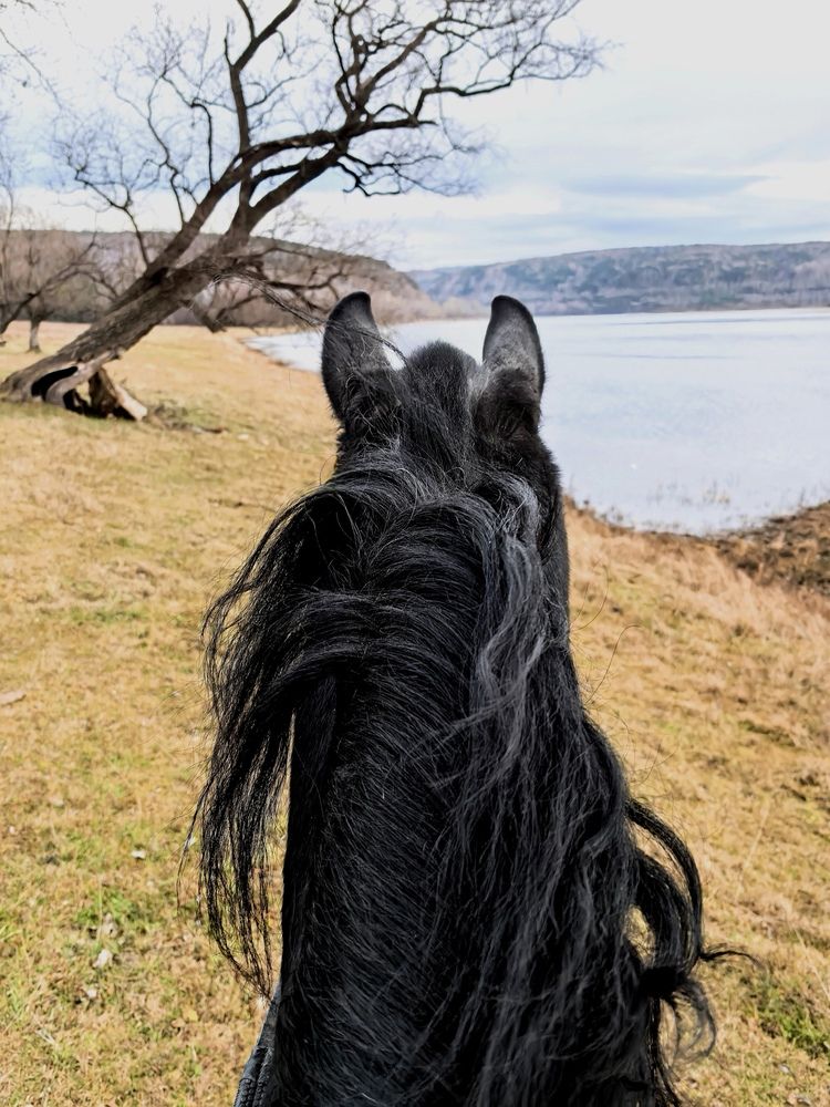 Верхом на мечте