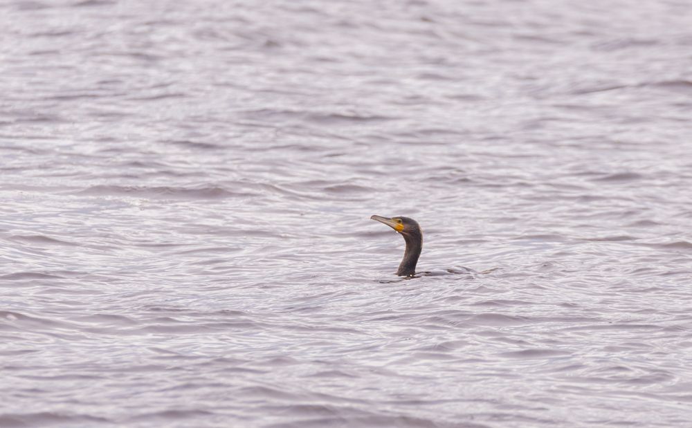 Фотография автора Aлексей Игнатьев