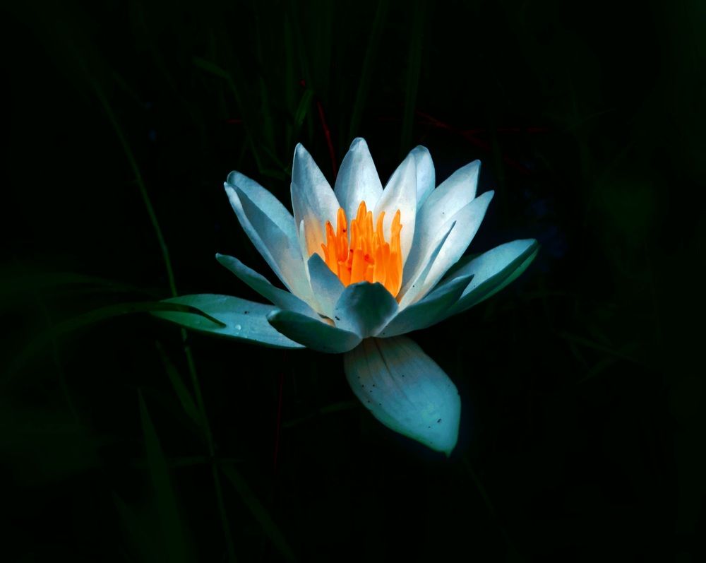The bright nenuphar