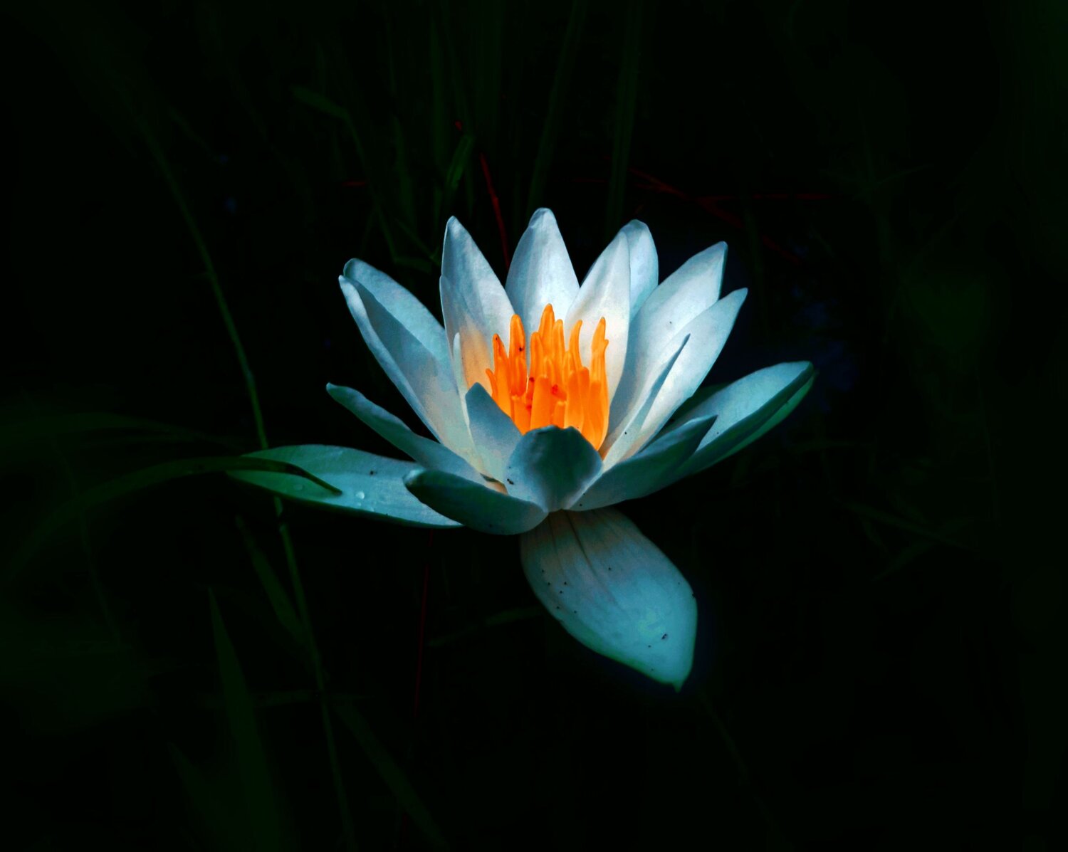 The bright nenuphar