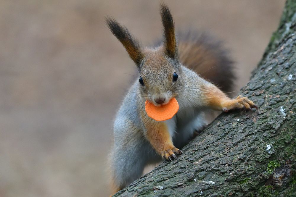 Photograph by Игорь Корнейчук