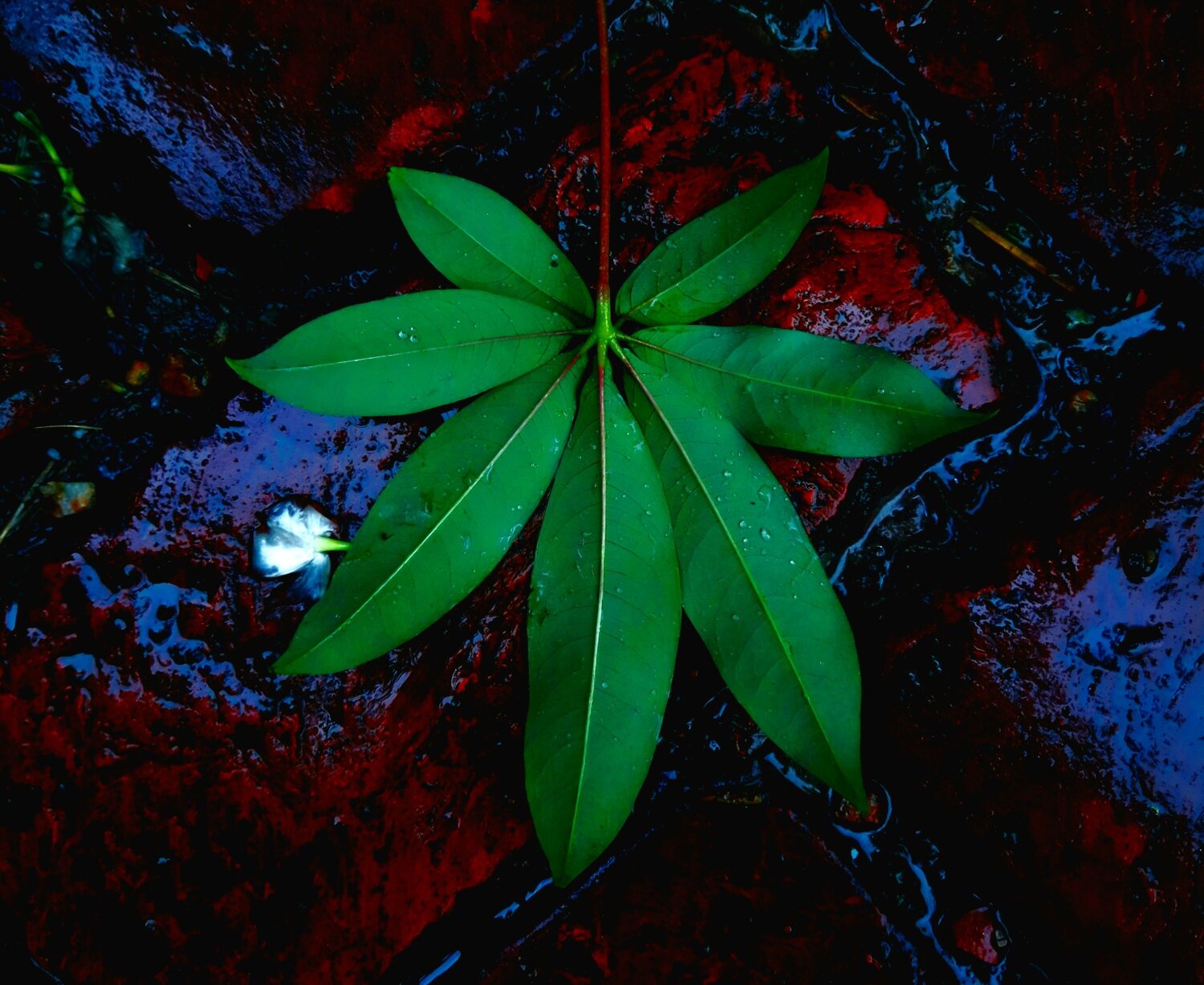 Lone leaf