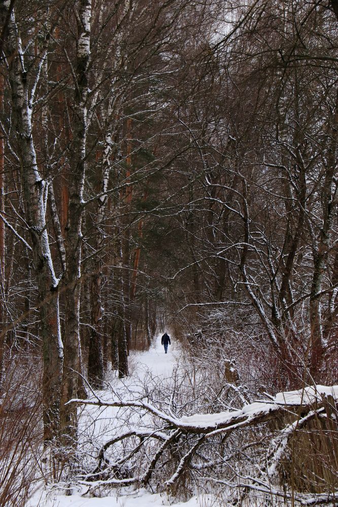 Дорогою лесной