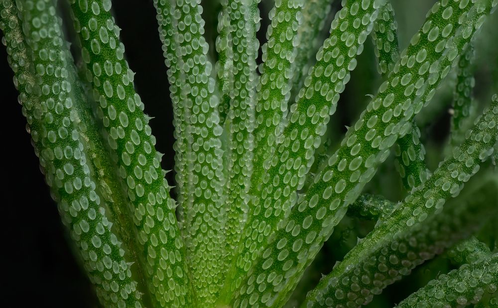 Photograph by Тараненко Анжелика