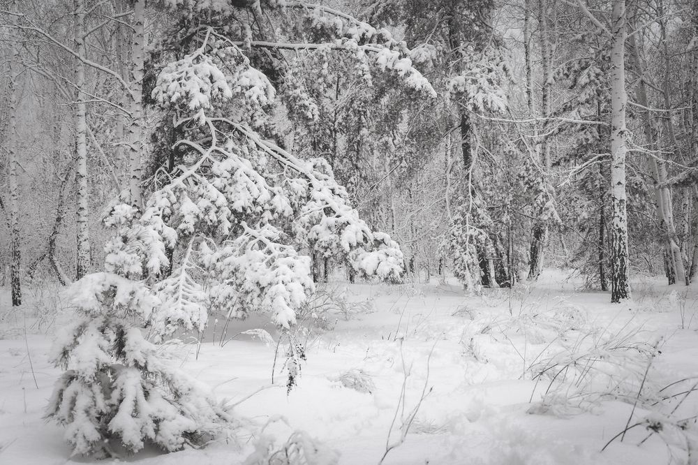 Начало зимы (Декабрь)