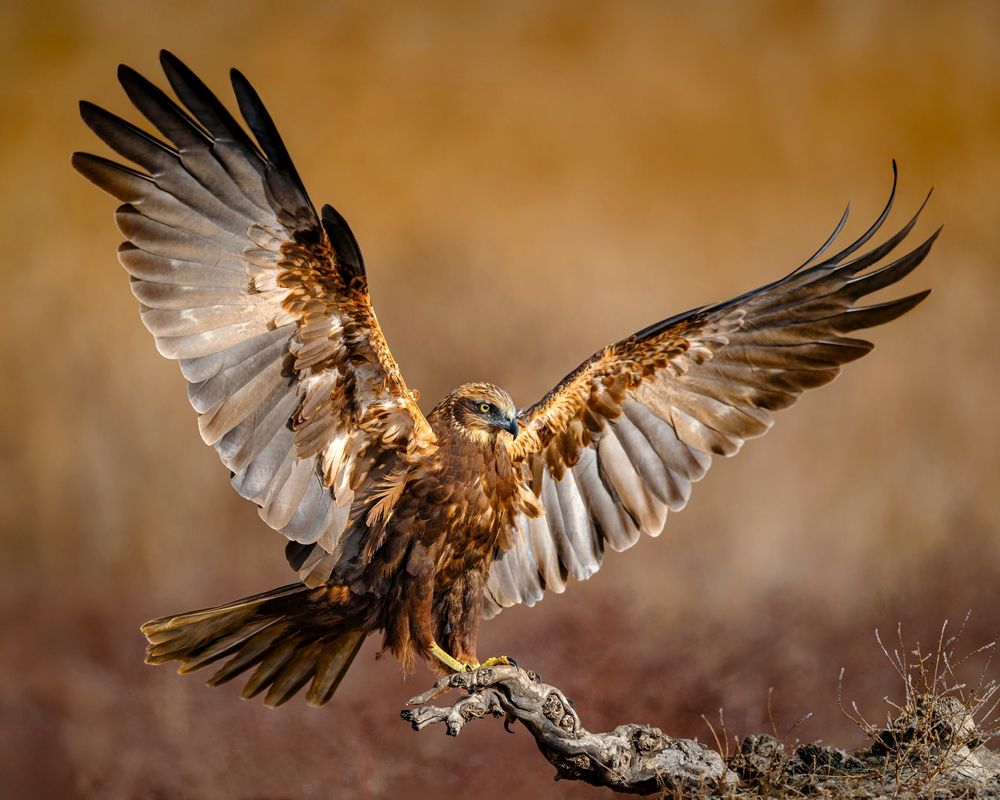 Wings open on Landing