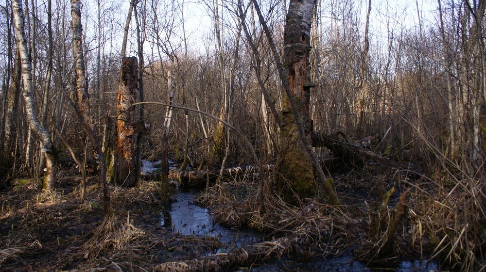 Photograph by Михаил Жуковский