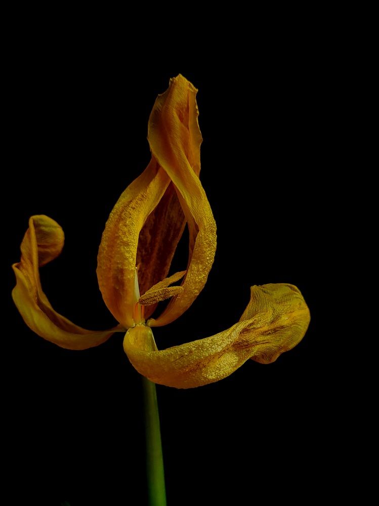 Photograph by Elizabeth Kabatskova