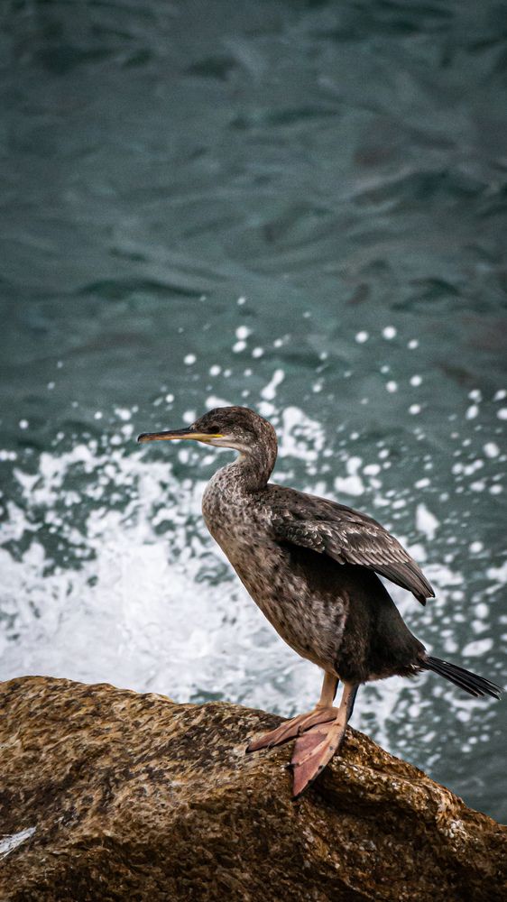 Photograph by Ascanio Fernández Pinto Urbina