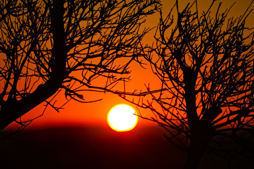 غروب الشمس من بين احضان الاشجار في فلسطين الجميلة