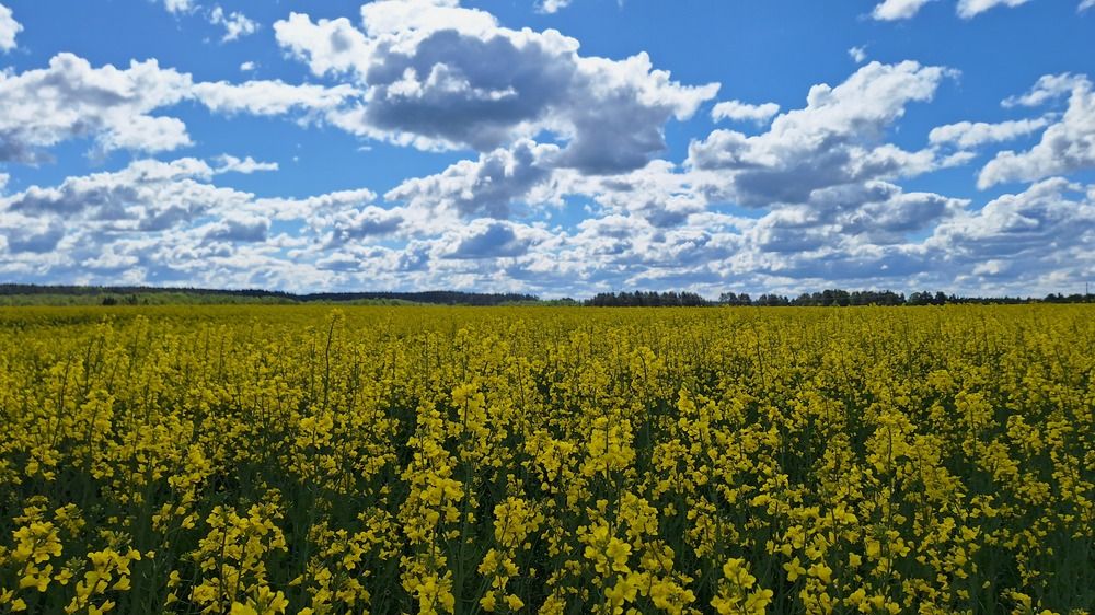Фотография автора Виталий