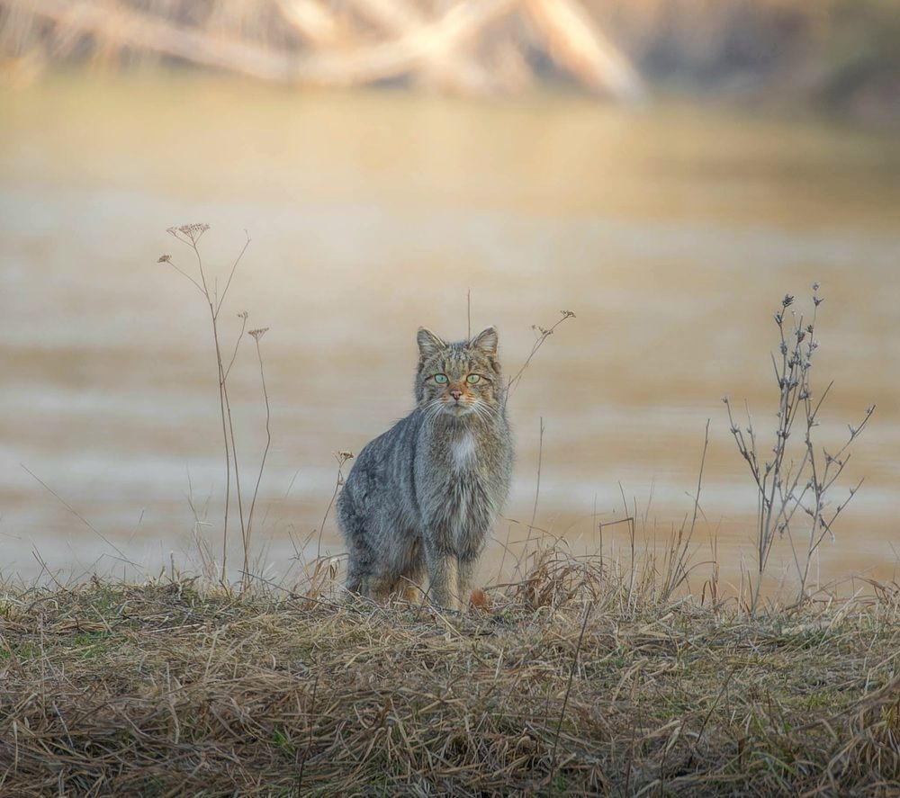 Фотография автора Sebastian Popa