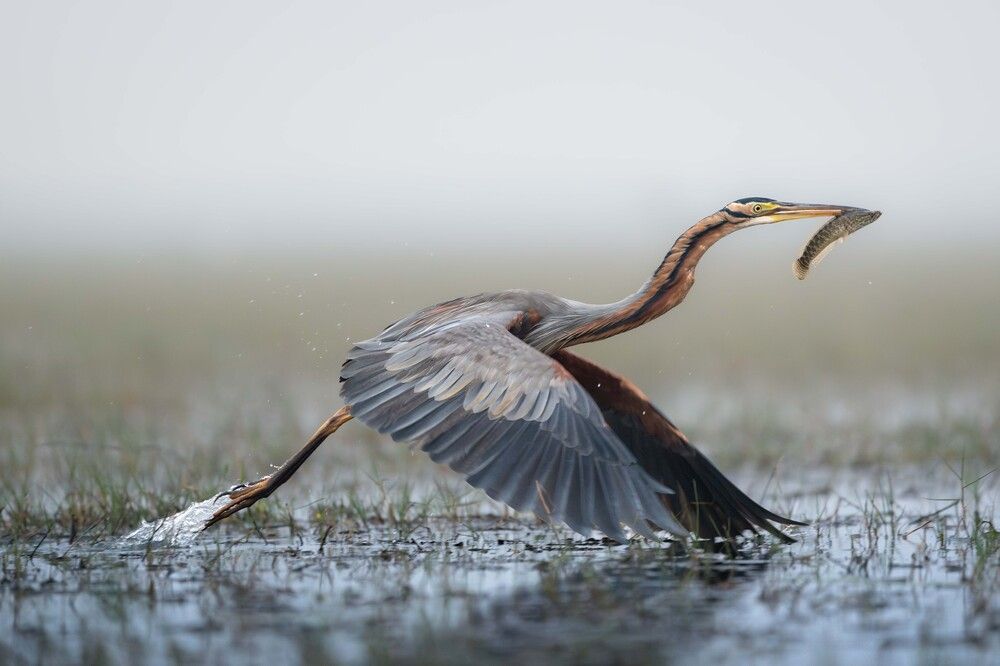 Фотография автора Dattatreya Patra