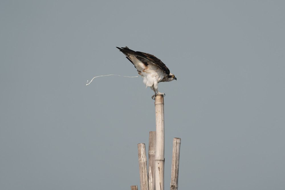 Фотография автора Dattatreya Patra