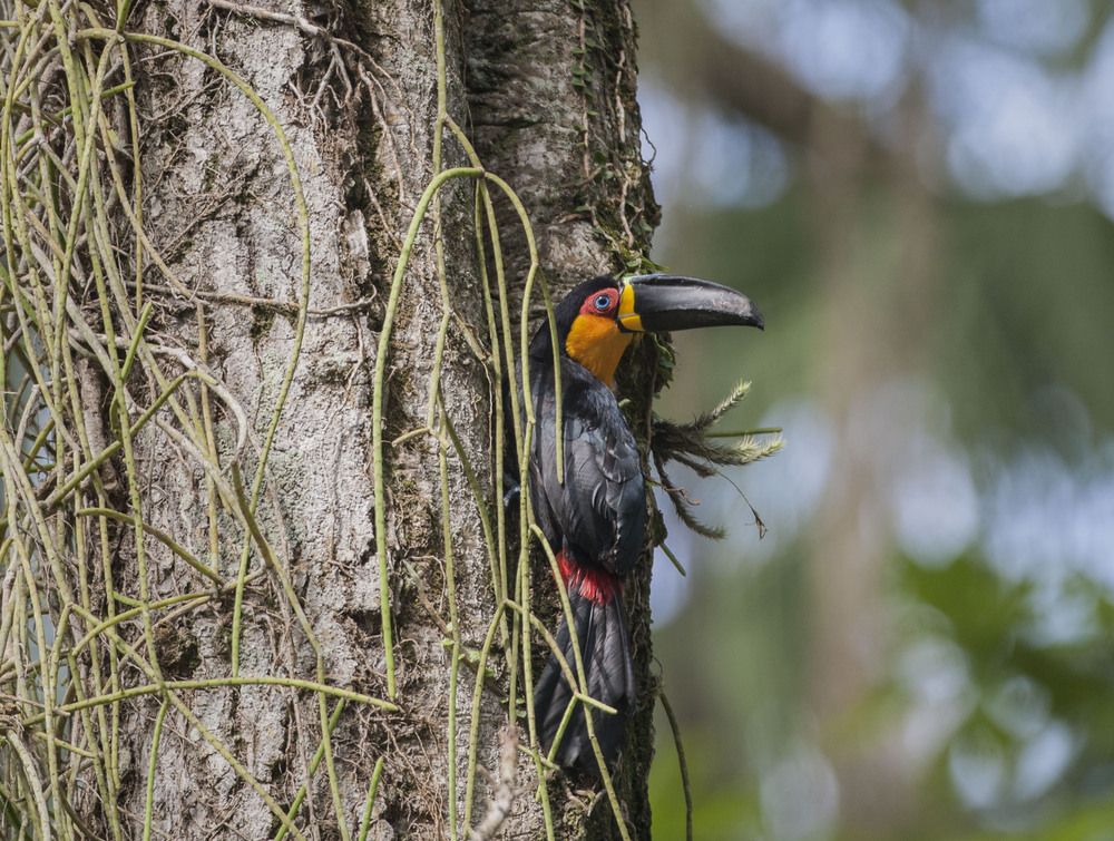 Фотография автора Oskars Smelins