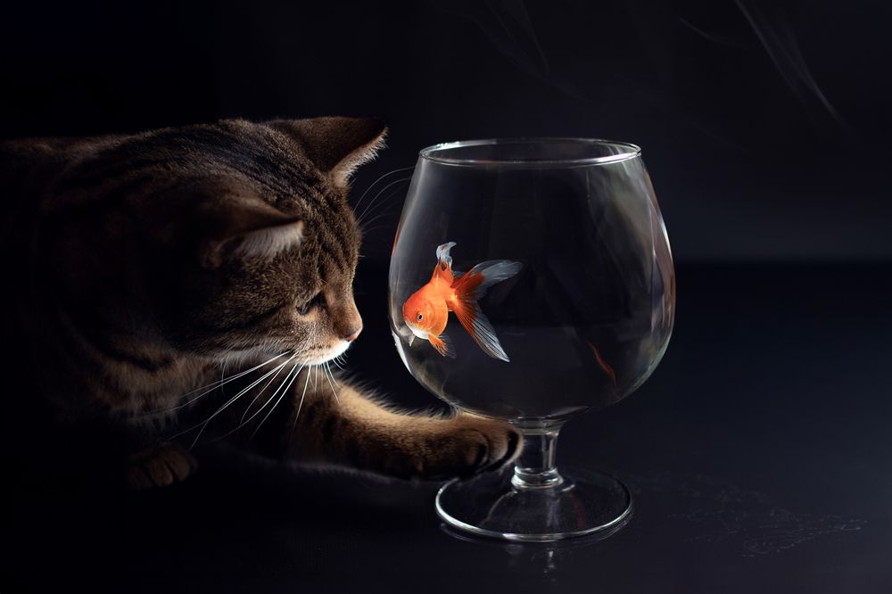 Photograph by Елена Мелихова