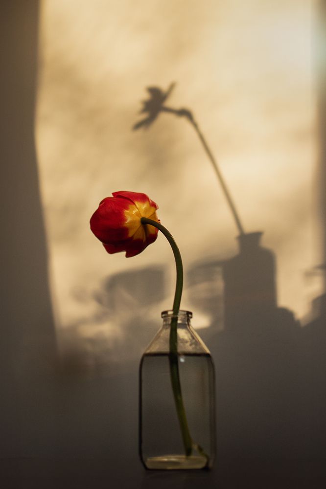 Photograph by Елена Мелихова