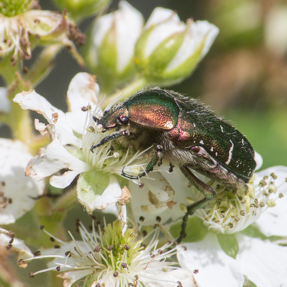 Фотография автора Борис Журавлёв