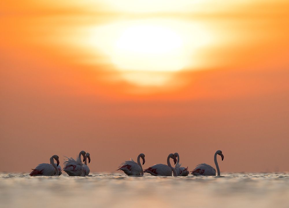 Photograph by Dr Ajay Kumar Singh