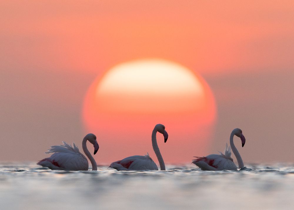 Photograph by Dr Ajay Kumar Singh