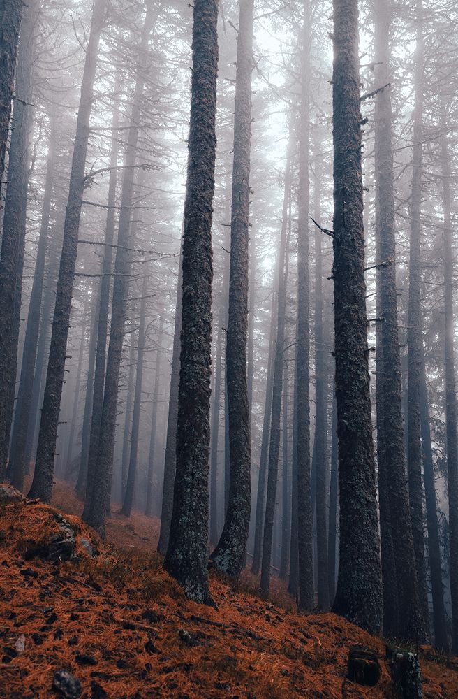 Photograph by Todor Atanasov