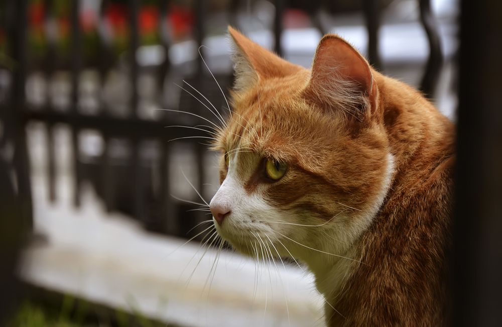 Photograph by Алексей Парамонов