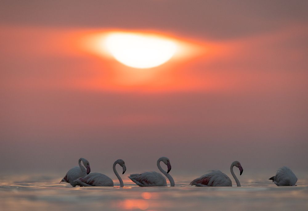 Photograph by Dr Ajay Kumar Singh