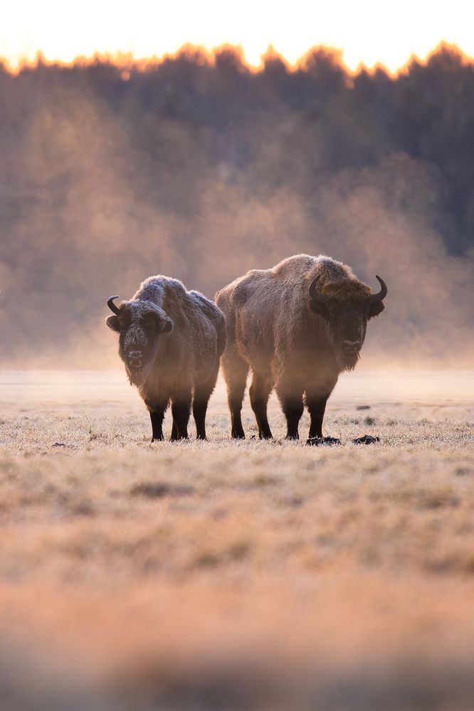 Photograph by Алёна Тиханович