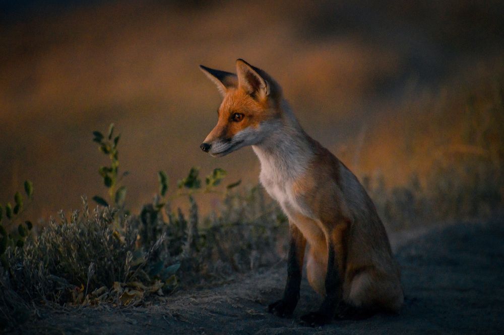 Фотография автора Alexandra Elagina