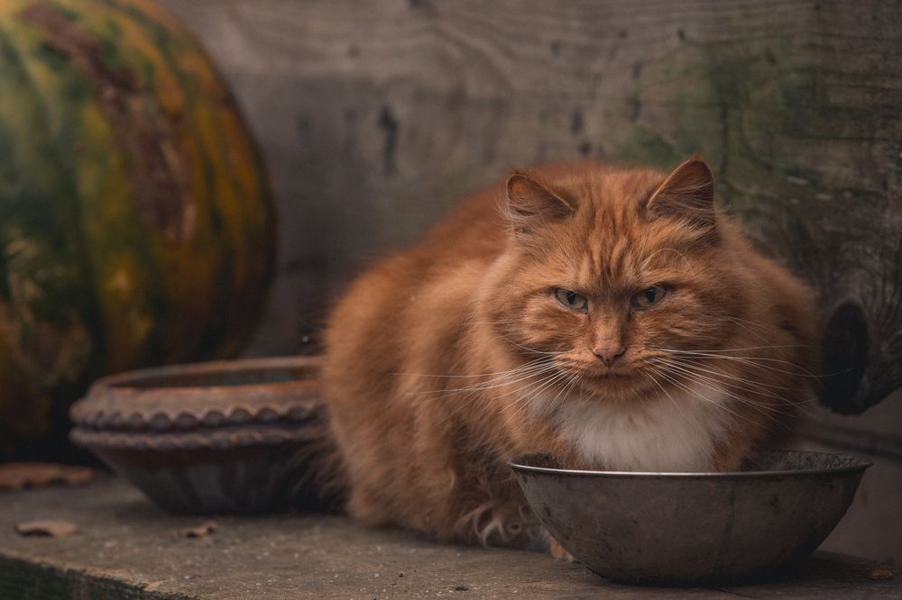 Фотография автора Yelena Berezina