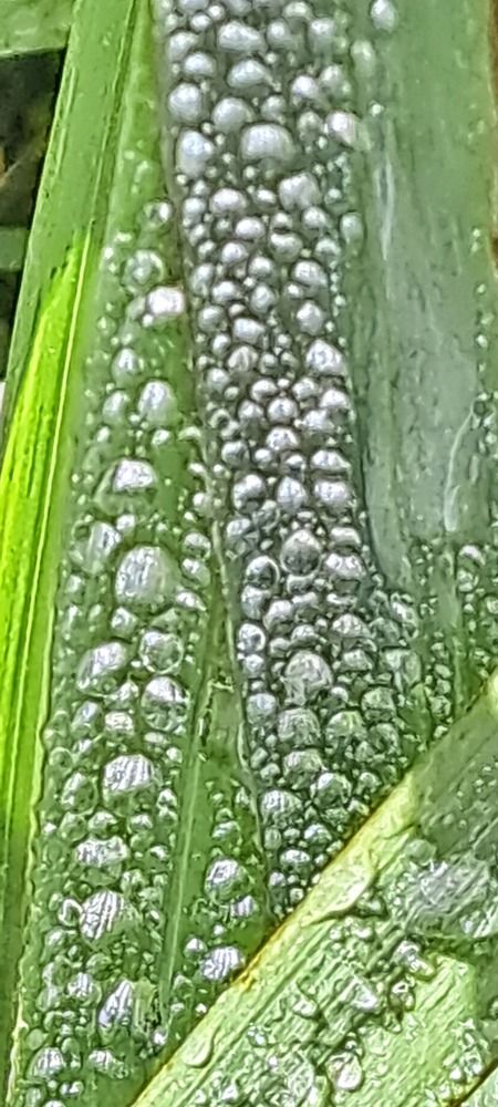 Фотография автора gustavo pecelis