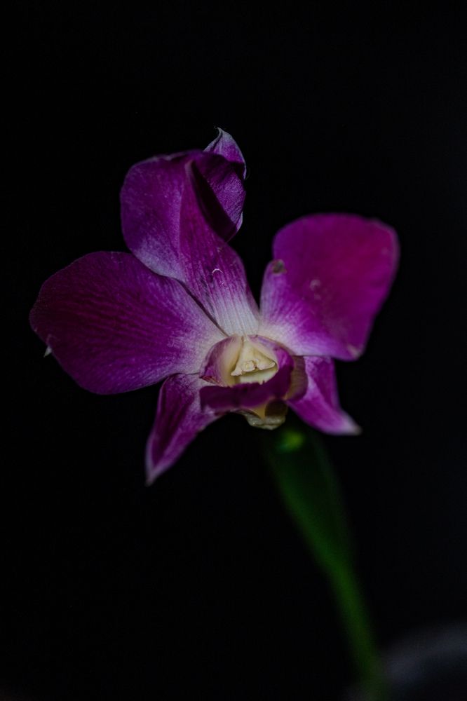 Photograph by Ольга Гирусова