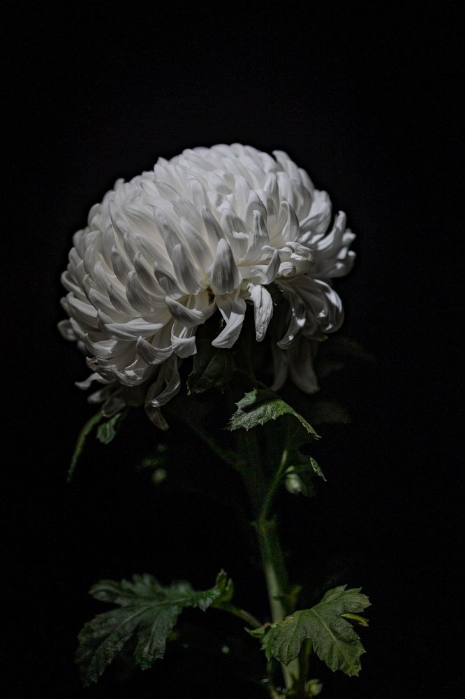 Photograph by Ольга Гирусова