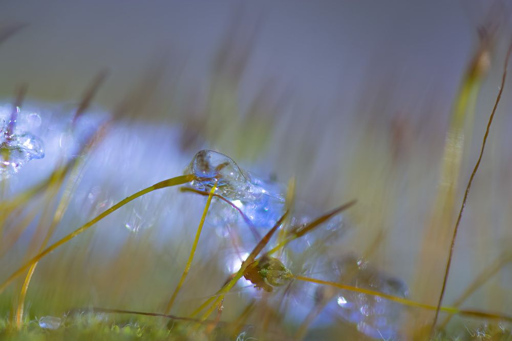 Photograph by Муза Латинская